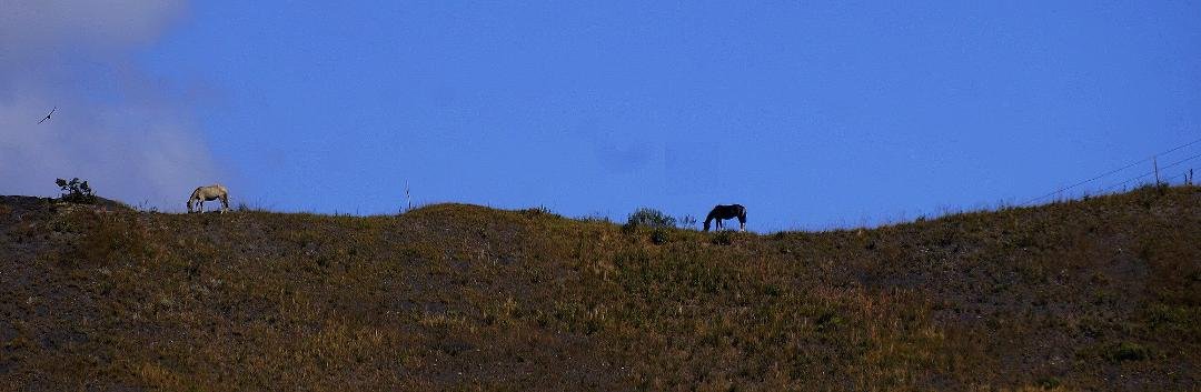 Some fall horses on the horizon...