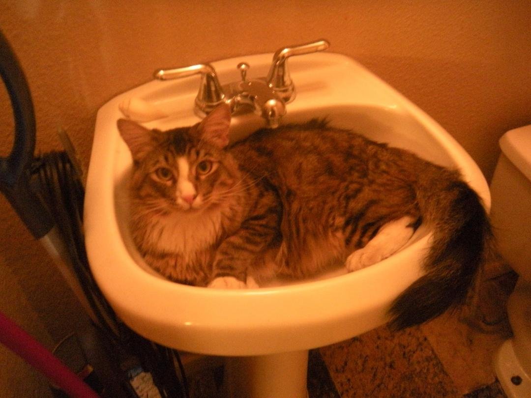 got a new dish washing squiggly, This photo is actually for Mikes wife, she wanted more kitty pictures.