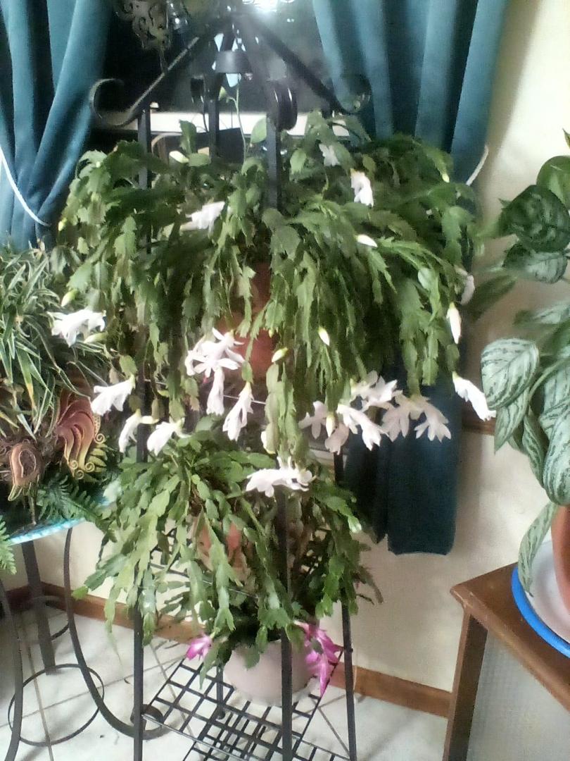 This is my white Christmas Cactus. It is full of buds and blooms. The pink one is starting to bloom.