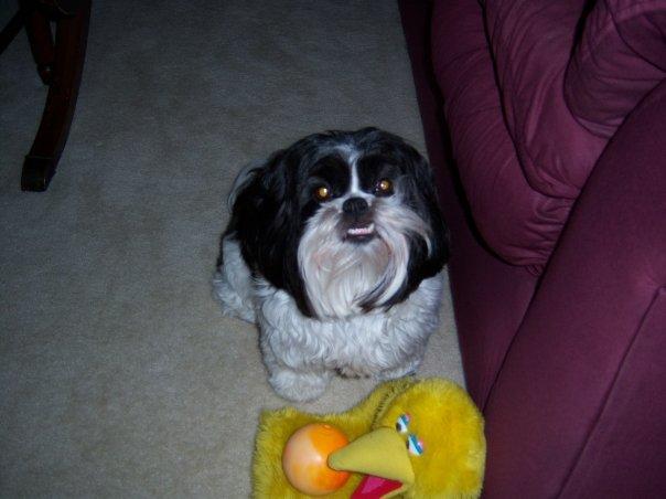 "Wanna play 'toss the ball with me'?" How can you say now to those brown eyes? Angel with her Orange Ball and Big Bird.