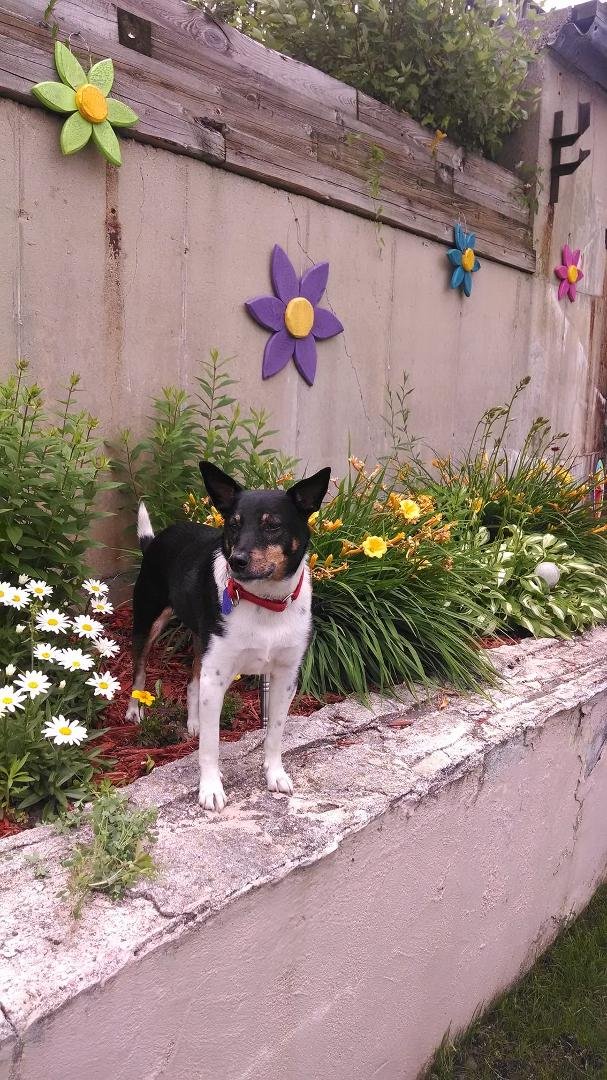 Radars DNA came back
Parson Russell Terrier 25%
Shetland Sheepdog 25%
American Eskimo 12.5%
Basenji 12.5%
Rottweiler 12.5%
Mixed. 12.5%. Cattledog/Border Collie
That's our boy and he does sound like a Basenji when he talks!