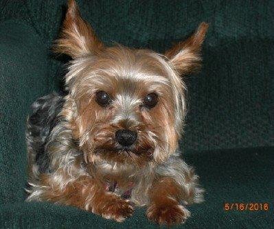 Guess who is having a birthday tomorrow (the top dog at our house) MR MOOSE is 8 years old tomorrow!!!!