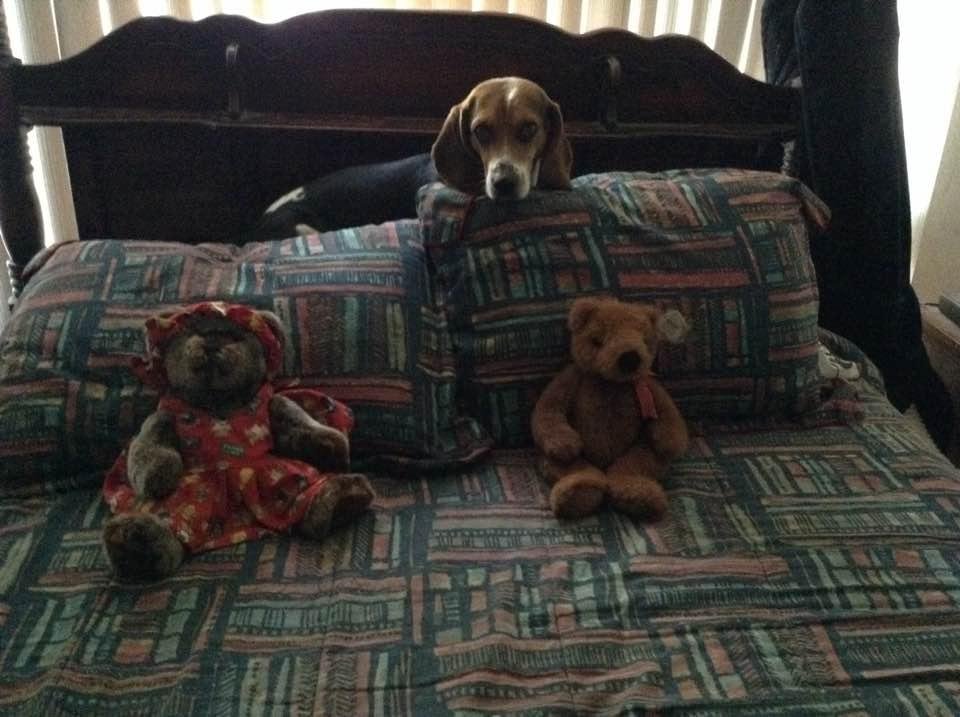 He found a new spot on the bed.
