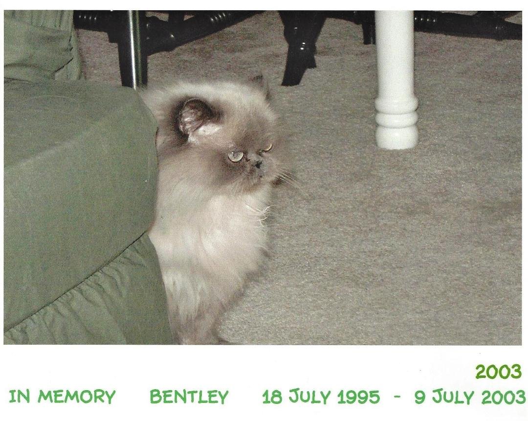 Coleman Archives
Beloved Himalayan Cat - Bentley
18 Jul 1995 - 9 Jul 2003
Forever missed...