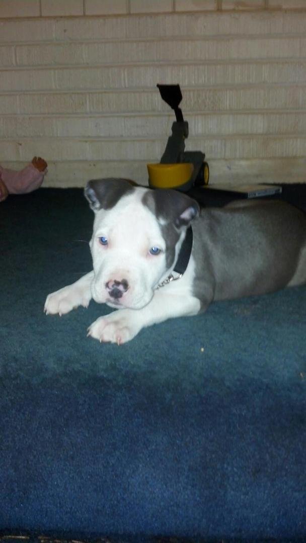 Meet the newest member of the Baker fam. MEEKO!!!!!!! <3