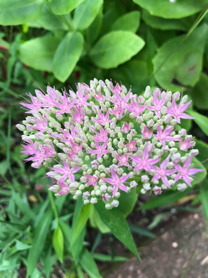 My brother has been gone for 2 years and this year I am reminded of him every time  I look at my flower garden. He sent me home a few years back with a
slip of one of his plants, (sedum). Still to this date his children hav