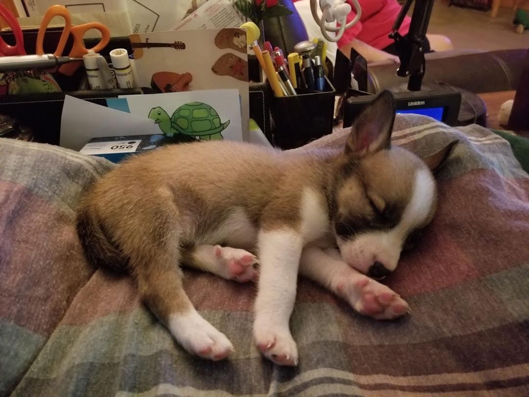 Charlene's new puppy needs a name, any suggestions