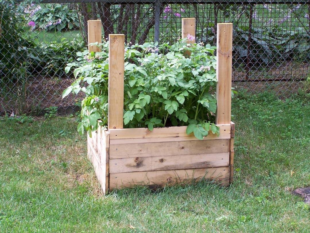 Raised potatoe bed doing good
