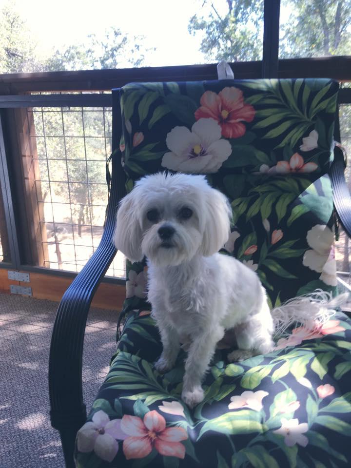 Dog day afternoon