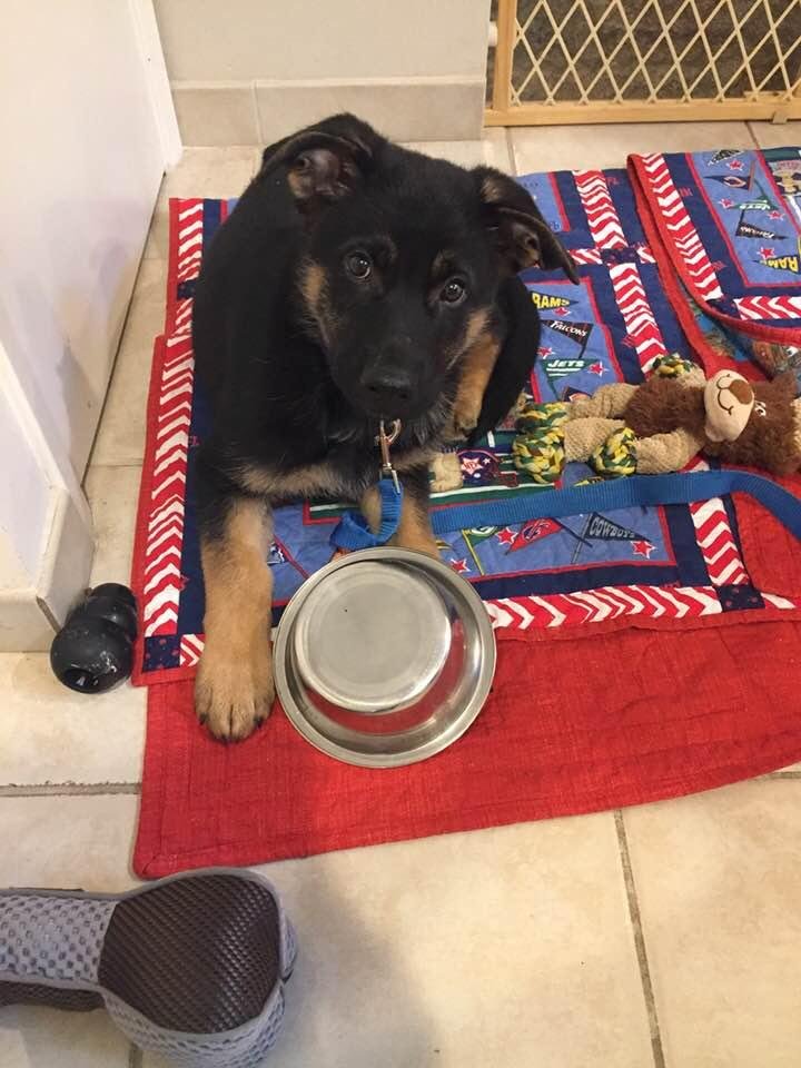 Ranger is the newest addition . Half purebred German, german shepherd and half pure Belgian shepherd.