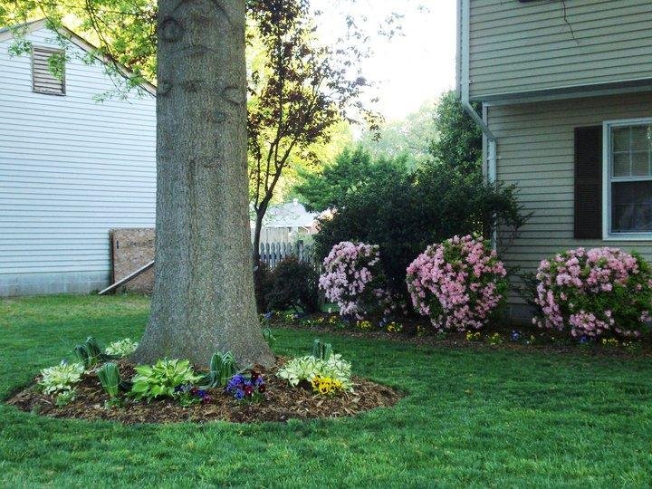 hosta and azaleas