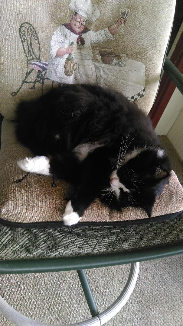 Prissy enjoying Sunday