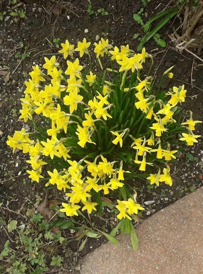 Auntie Pat’s daffodils in England. Brings back great memories!