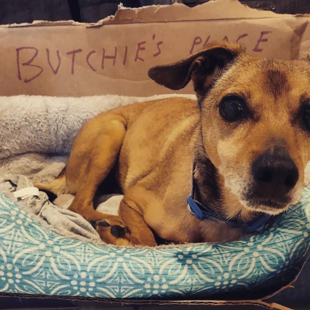 Butchie was almost 14. Gave us so much love. Adiós querido amiguito.