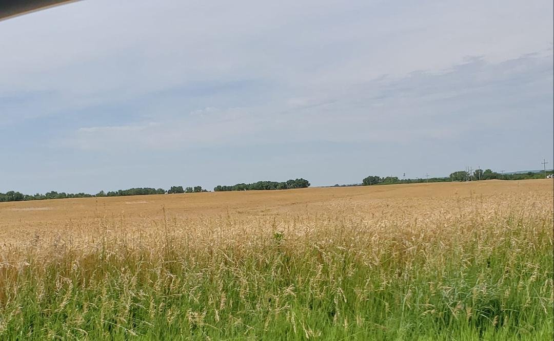 Just some of the beauty of KS that I forgot about while living on the east coast..(wheatfield)