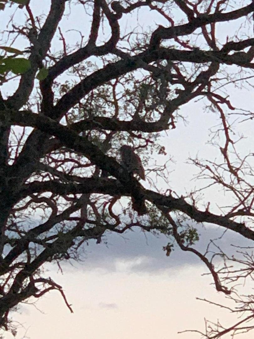 Can you spot the owl in the tree?