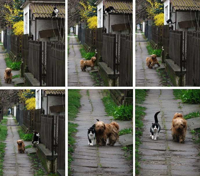 The story behind the picture is this:
Every day - at the same time - she waits for him...
He comes... and they go for a walk
Wouldn't it be great if we all had friends like this...no words needed...
they j