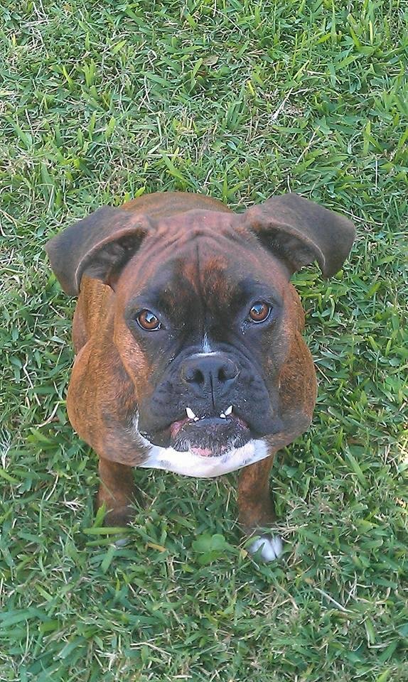 My beloved pet Shelby. Only 4 years old. Had to put her to sleep. Had brain cancer. This picture was her smile.