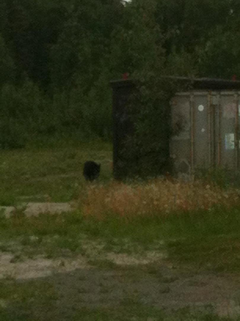 Little Black Bear Butt