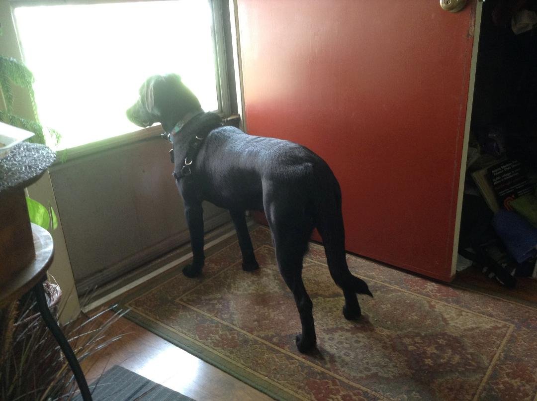 They don't stay puppies long, but act like them.