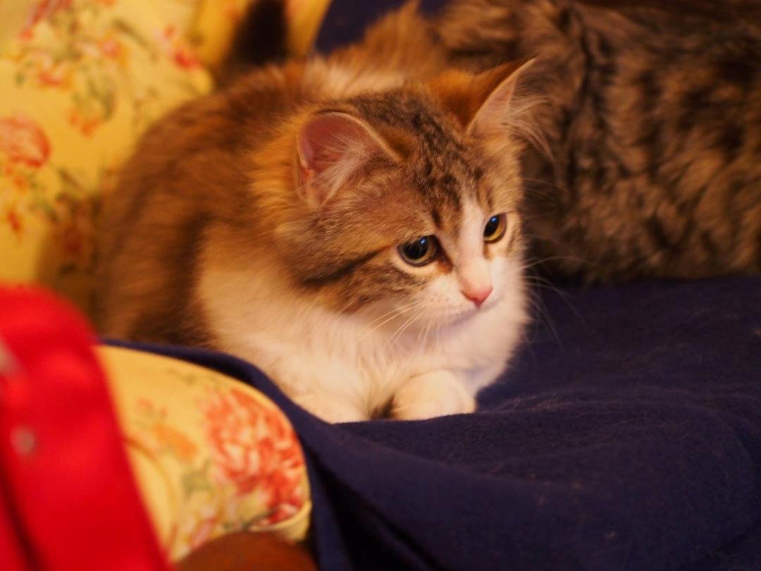 Willow (31 Oct 2015 - )