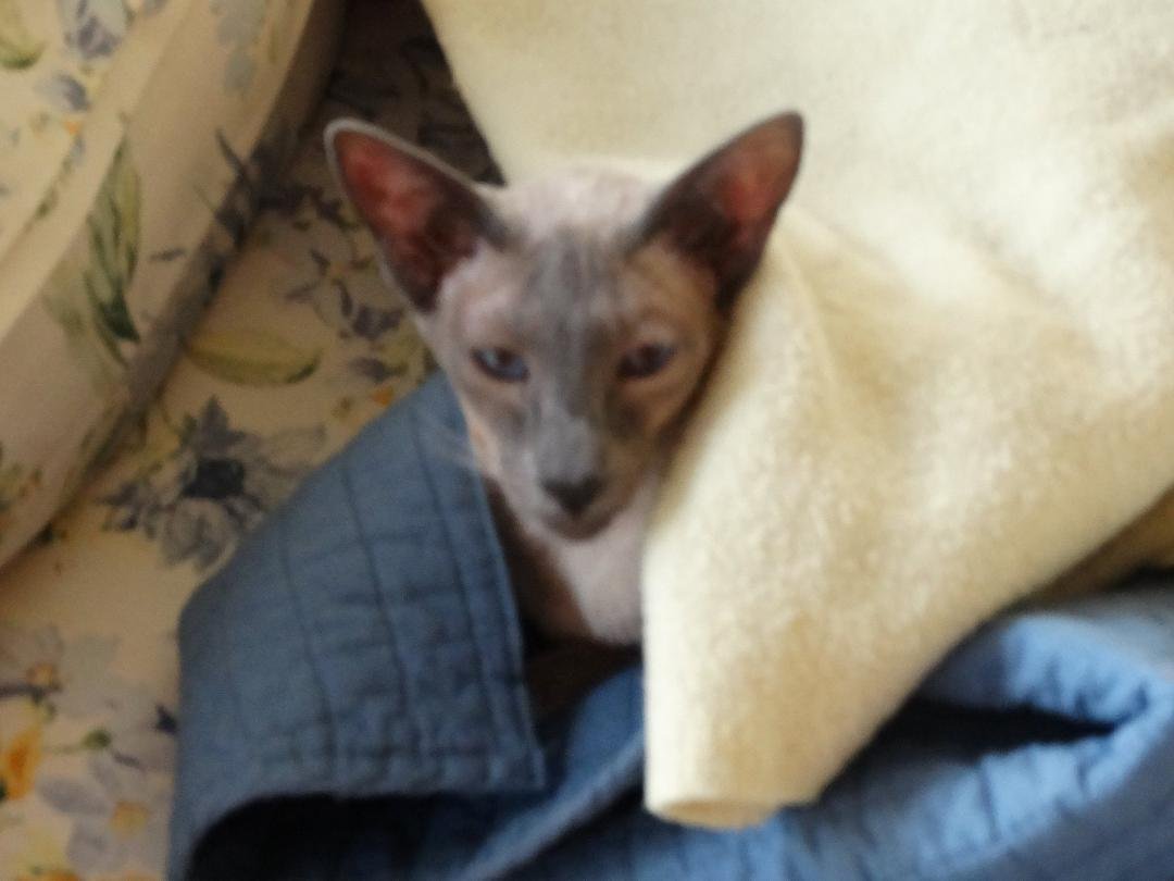 Truly Blue -Our Baby