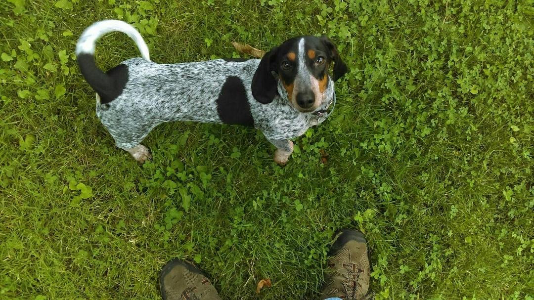 Happy 2nd Birthday to my boy Tater!