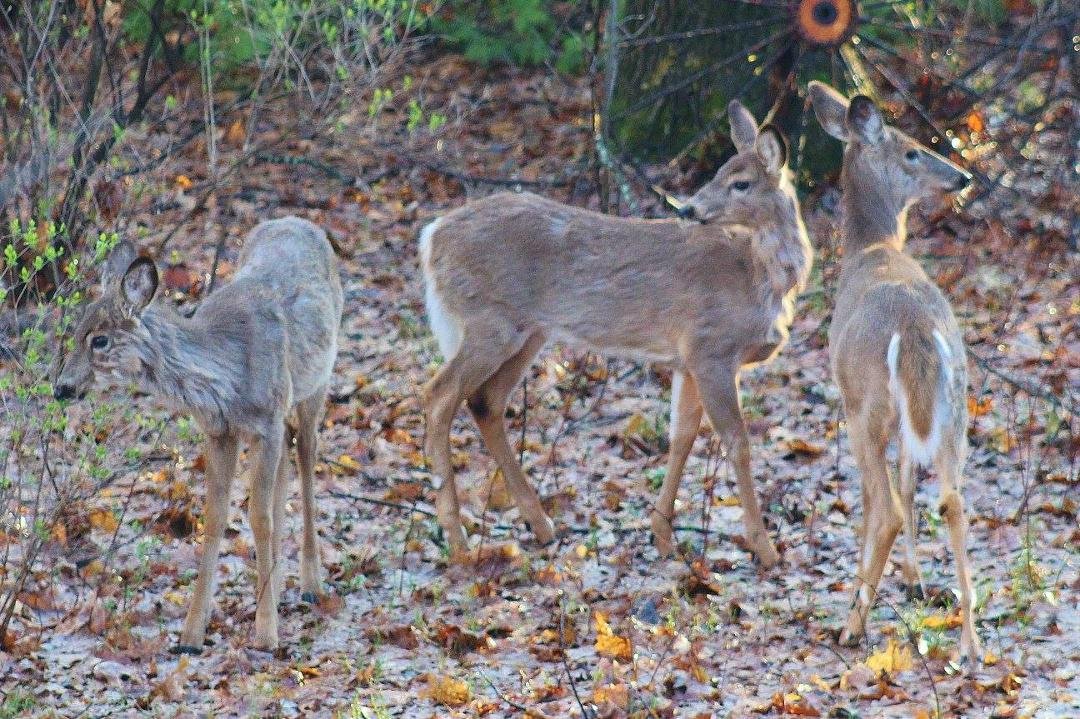 Michael Prinn's album, DEER MY Backyard