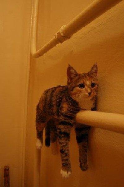 It seemed like a good day to wash the cat and hang him up to dry.