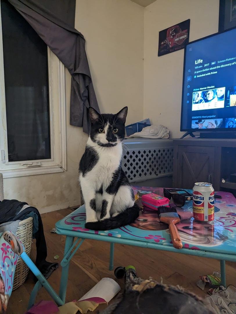 Ever since we had him neutered he just sits and stares at me