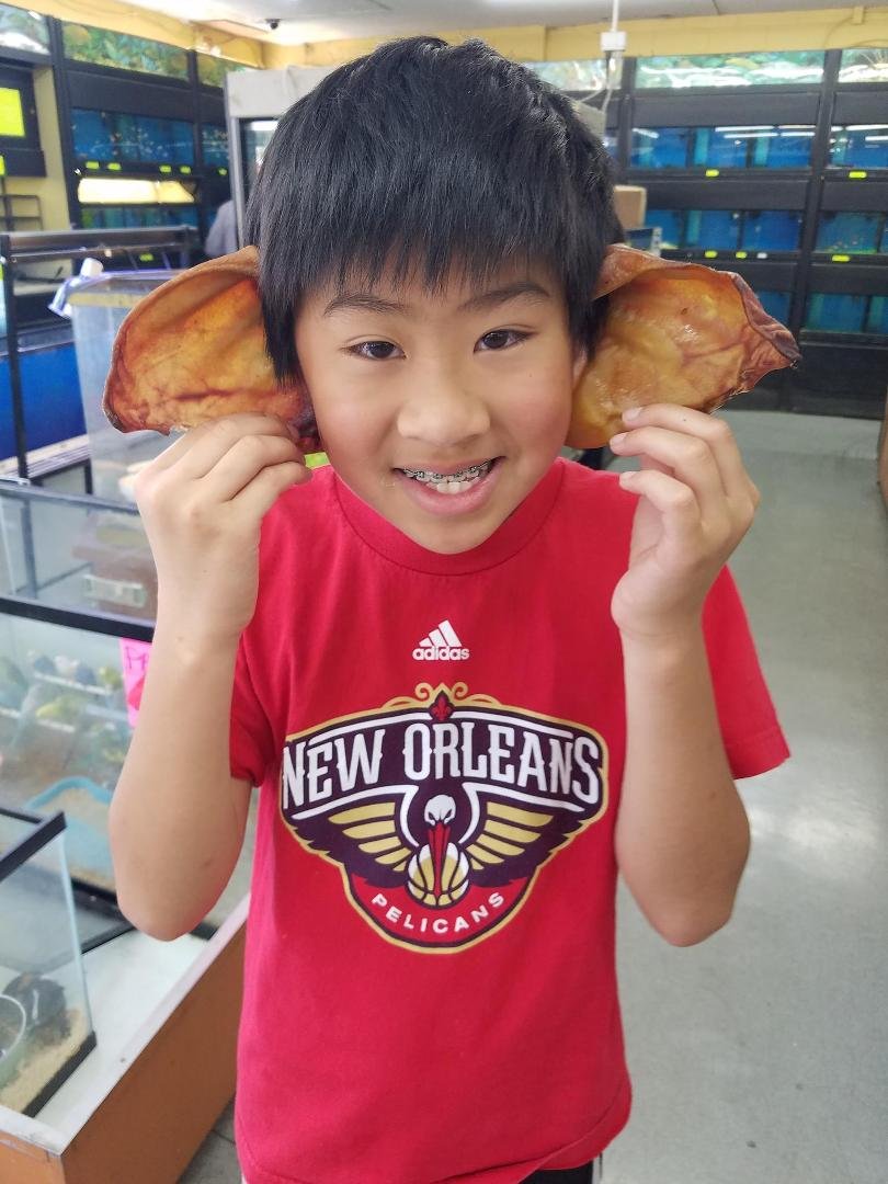 Pig ears for the golden pig... visiting uncle George