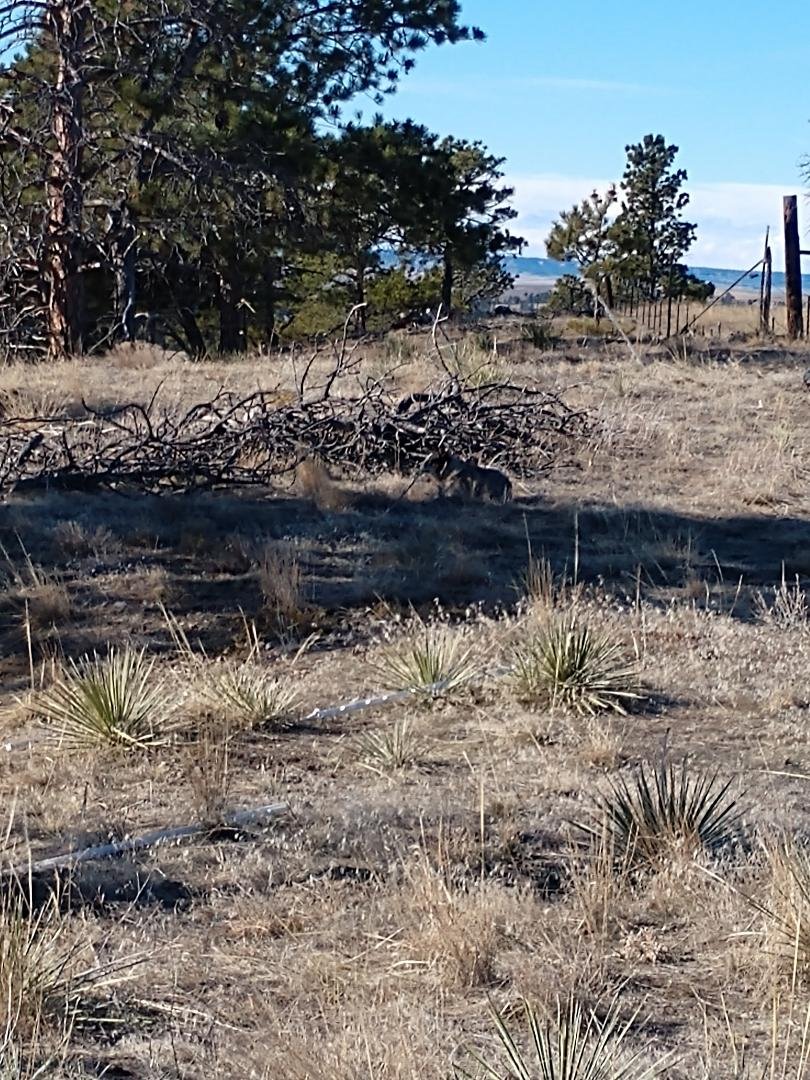 How many of you can see a animal in this picture comment I do and what type of animal!!!