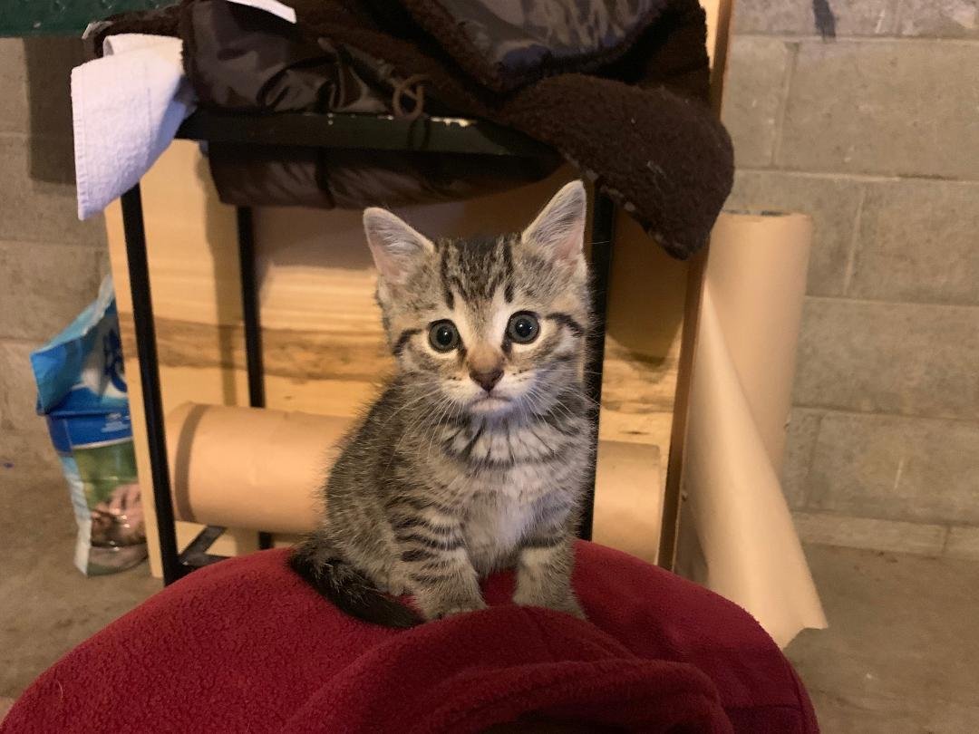 This healthy little girl was found by my sister in the Findlay, Ohio area. She needs an inside forever home and comes with all her vaccinations. Interview with foster mom required.
