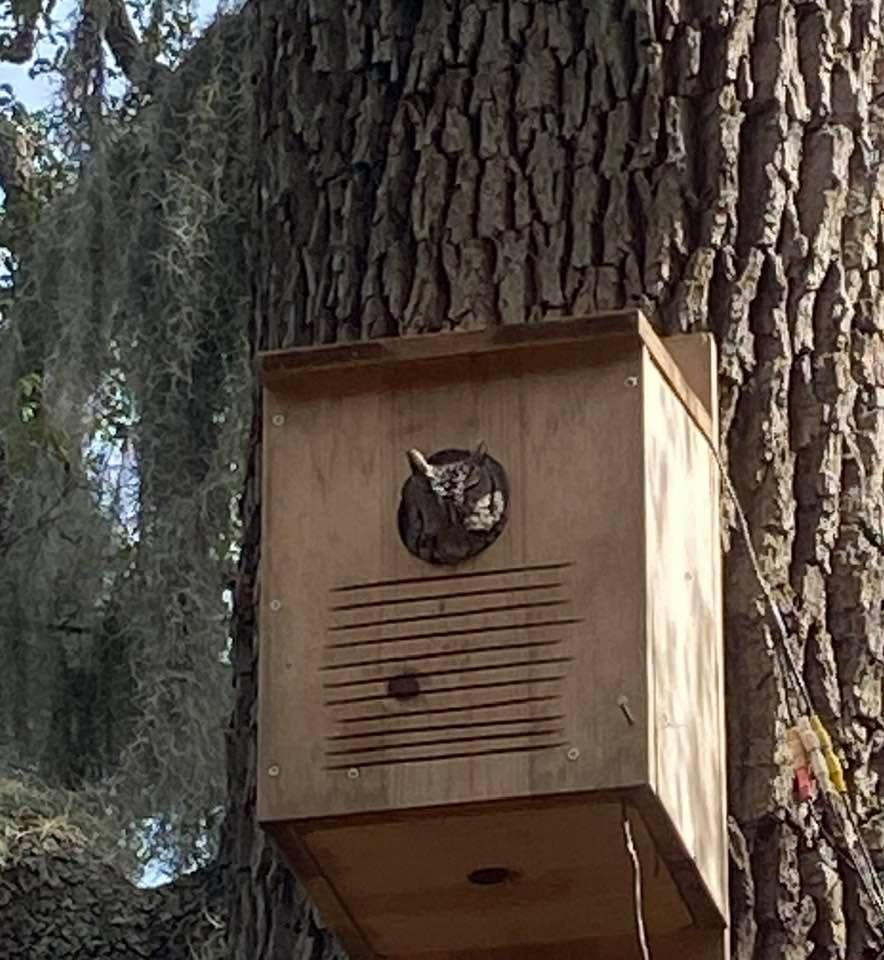 Here she is from the other side.   She stays in the hole of the box a good deal to protect her littluns.