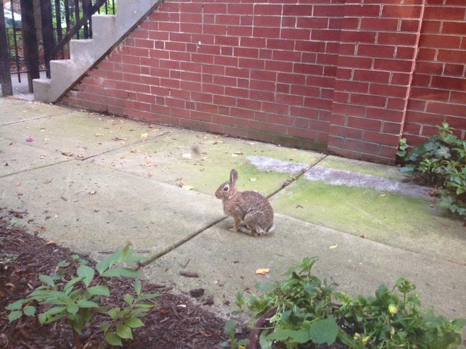 Looking out the basement window. Actually, our neighborhood is over run with rabbits.