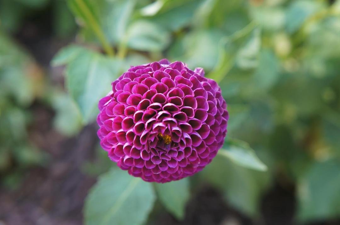 Oh m' Dahlia-ing