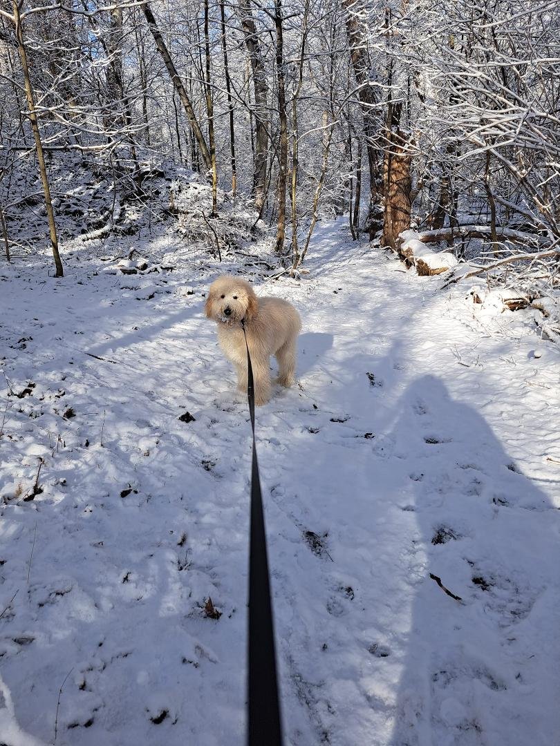 Out in the woods this morning, along the creek trail where it branches off to Maberley Park... Belmont has his winter coat...