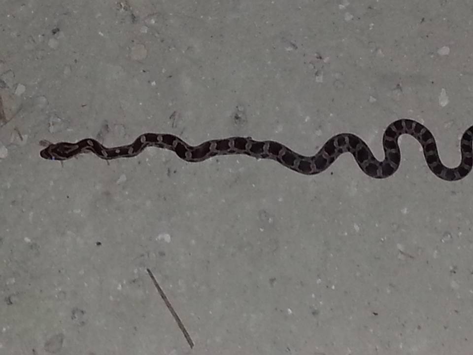 Baby red rat snake !