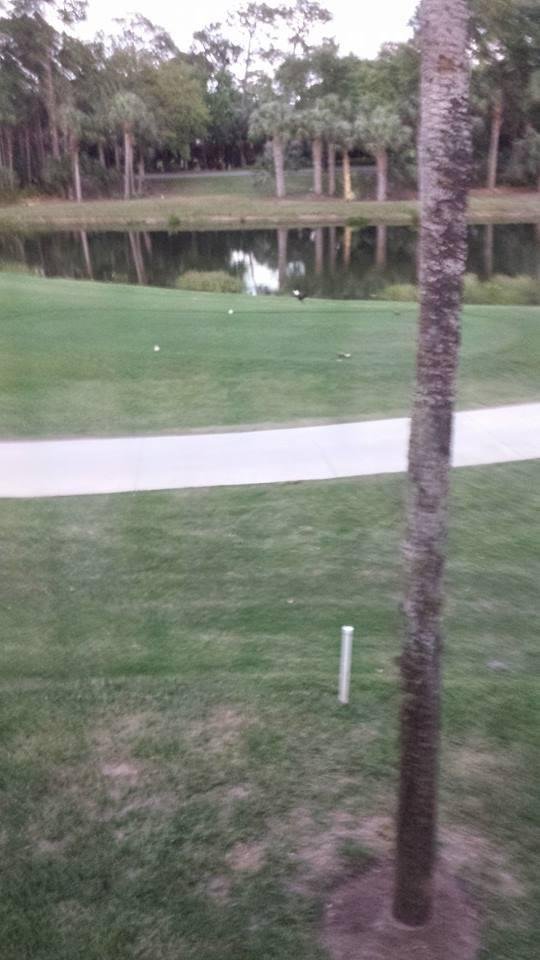 Watching an eagle have his dinner from our lanai