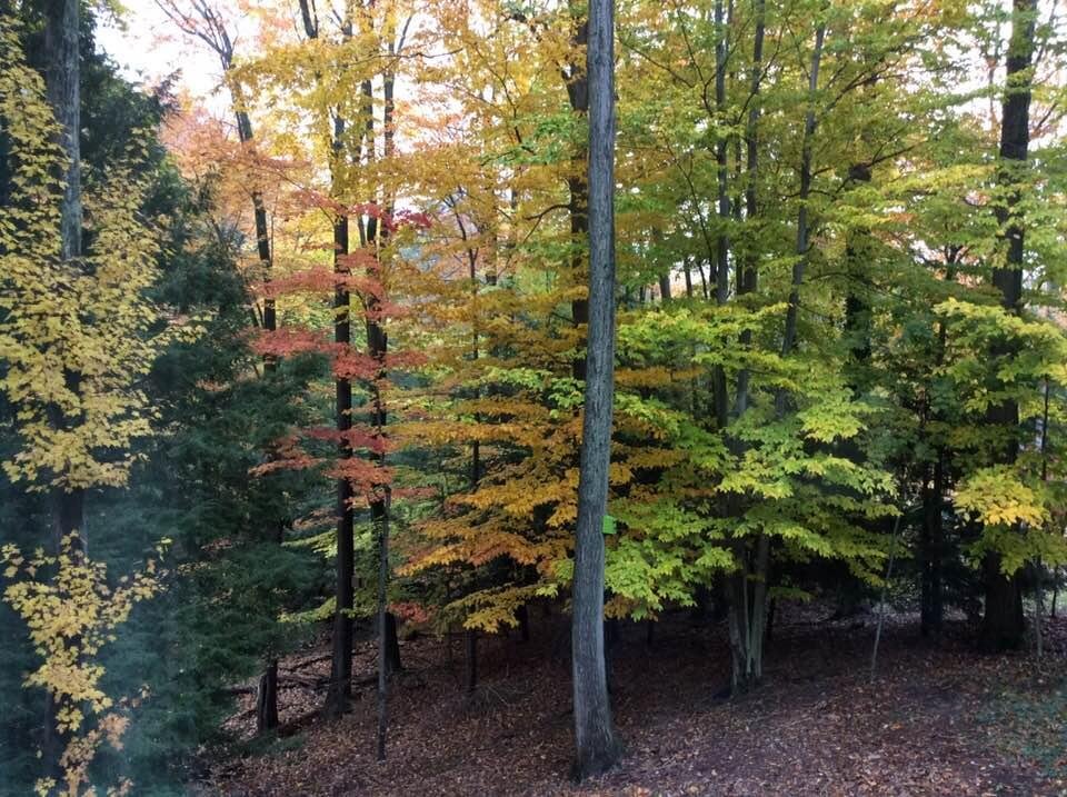 Color has finally come to our yard. It is beautiful, in spite of this morning’s overcast sky.