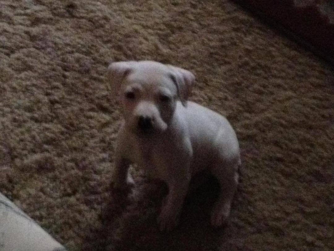 My new puppy... Imported from Pea Ridge Arkansas ...