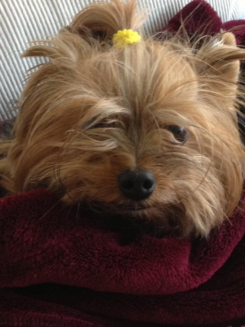 I sure miss my little Yorkie, Holly, who left us about two years ago. A real void in our lives now that she is gone.