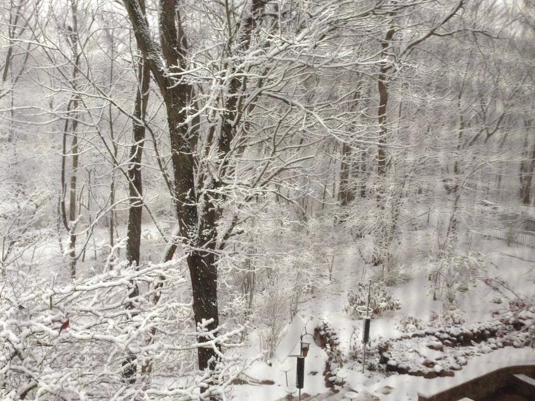 Good morning, backyard! Three more inches on it's way!