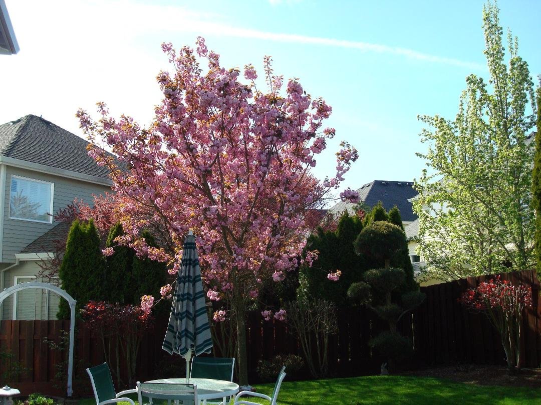 Spring has sprung in Oregon!  84 degrees, sunshine, golfing, bike riding, trees blooming, pollen in the air, allergies..... Mom, where' the benedryl??