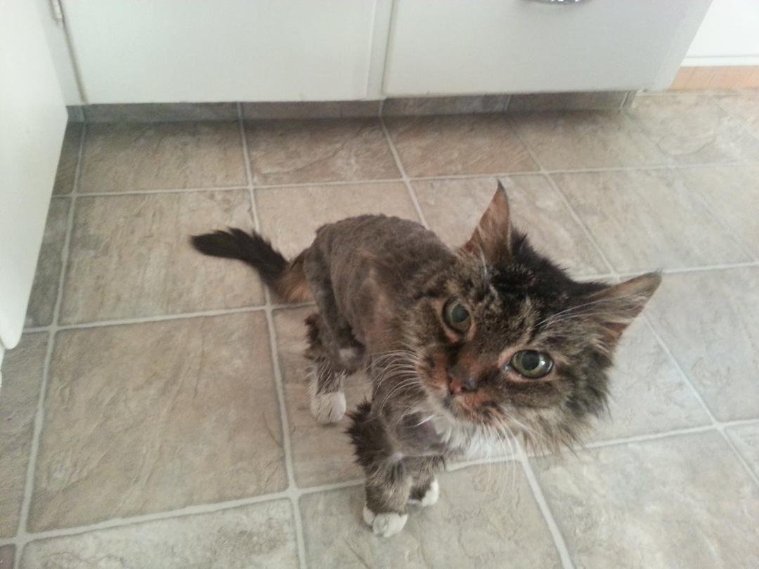 Boots went to the vet today and ended up being shaved, I totally think she is embarrassed