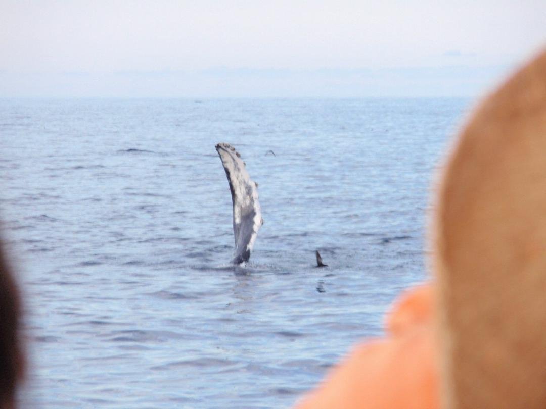 Humpback Flipper