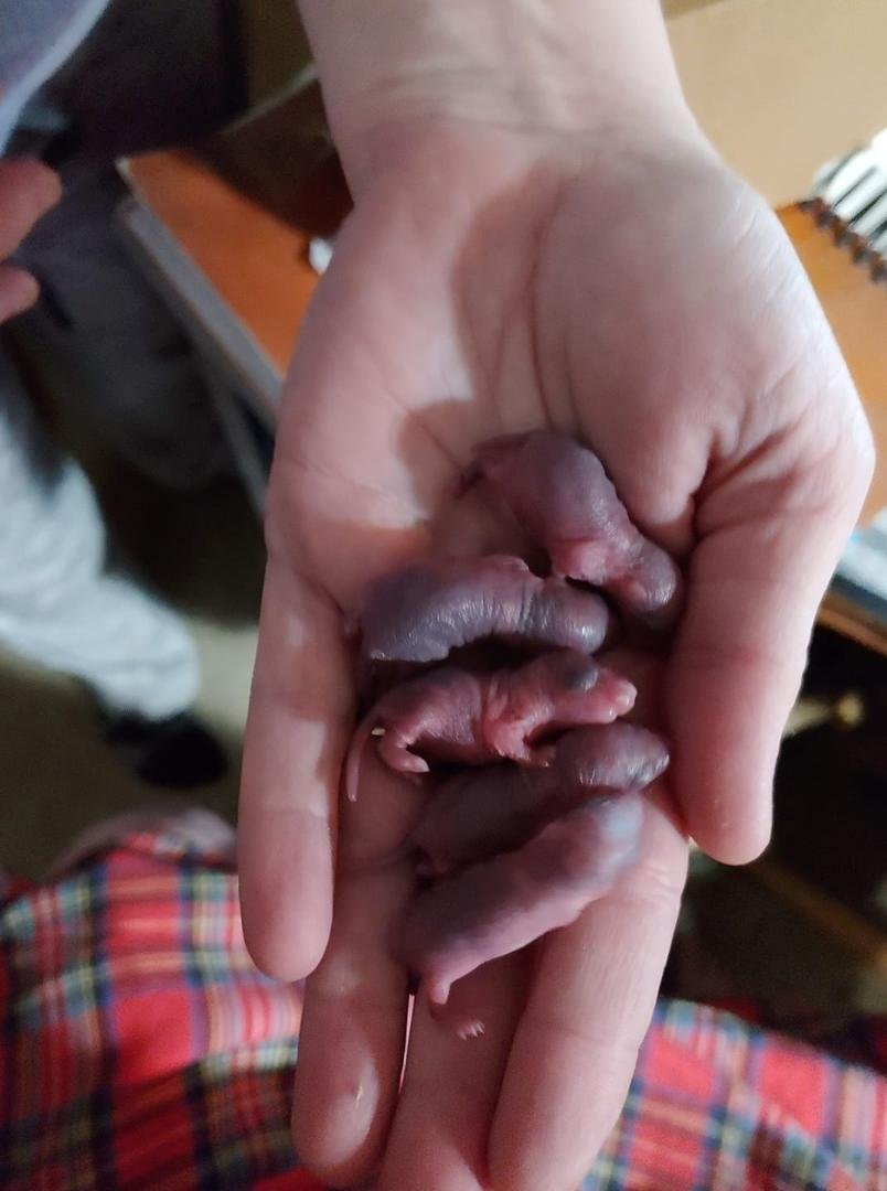 Our new pups