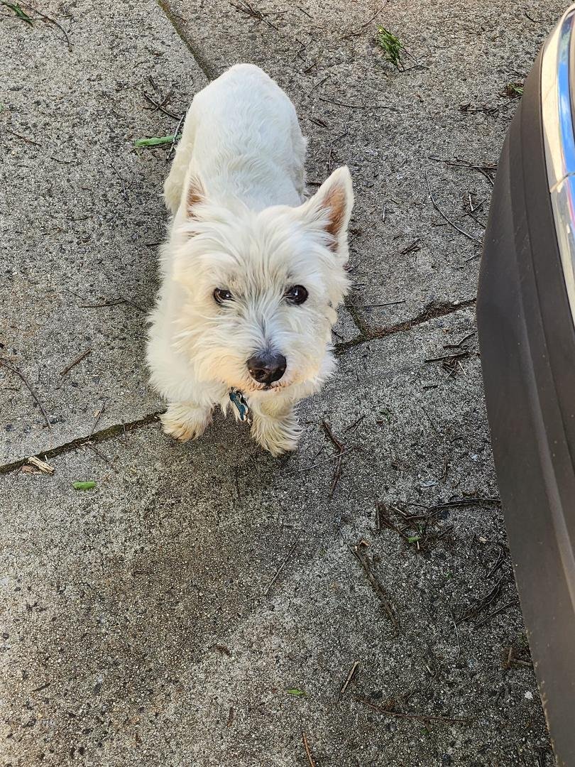 Prayers needed for my baby Benji. His blood panel came back with very very low red blood cell count. He has no energy or appetite. We are on or way for a transfusion and possibly testing. We should have invested in health i