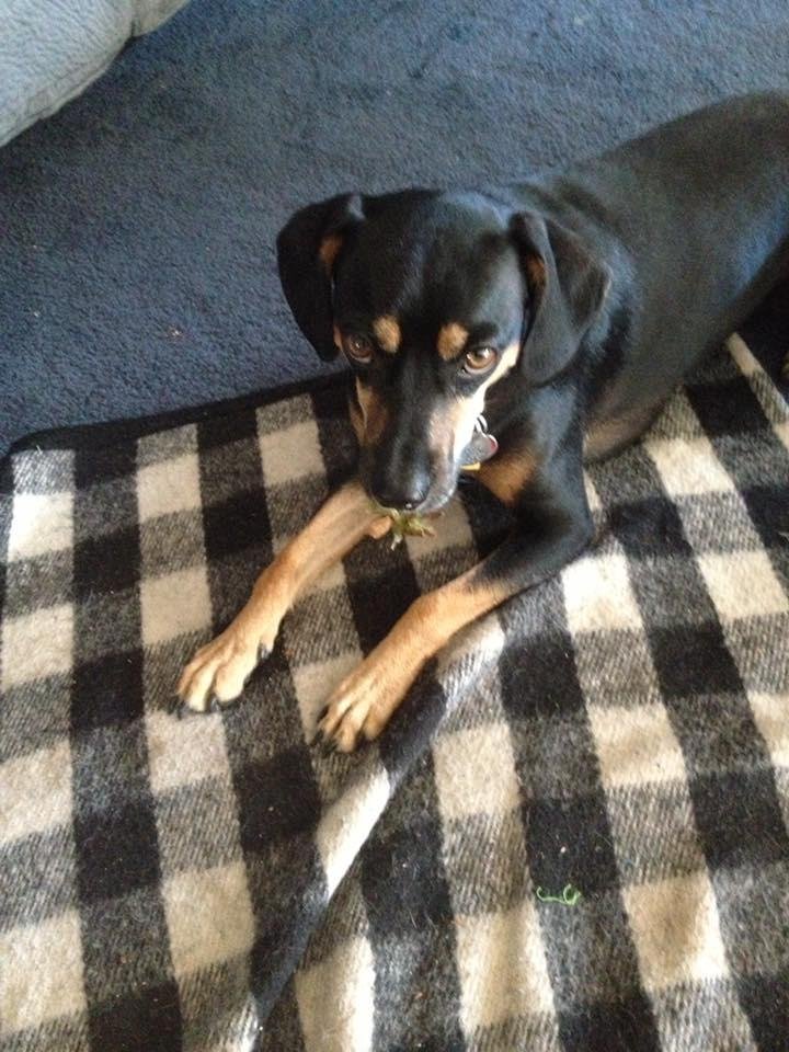 Happy National Dog Day from Maggie