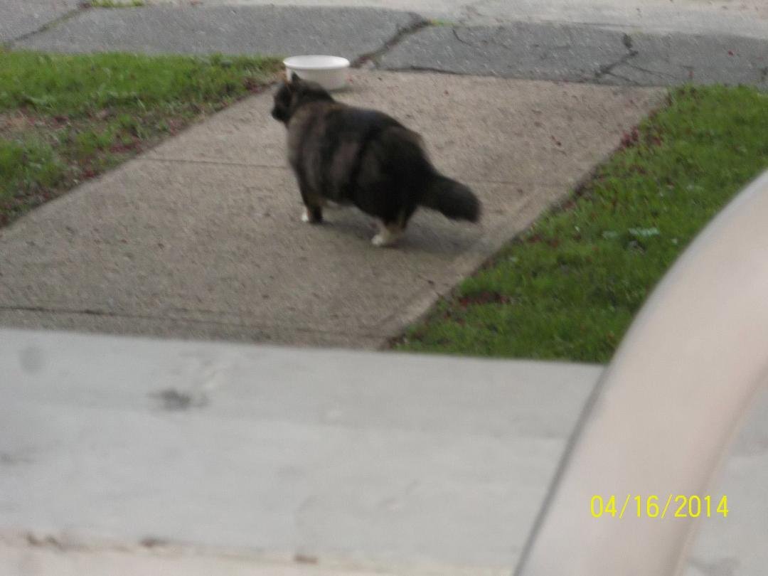 neighbor cat